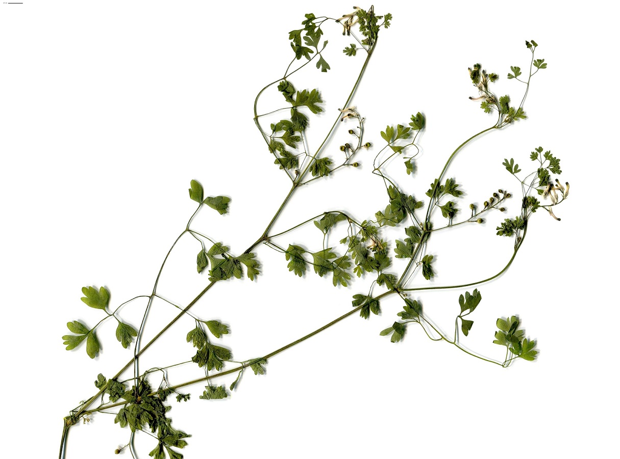 Fumaria muralis (Papaveraceae)